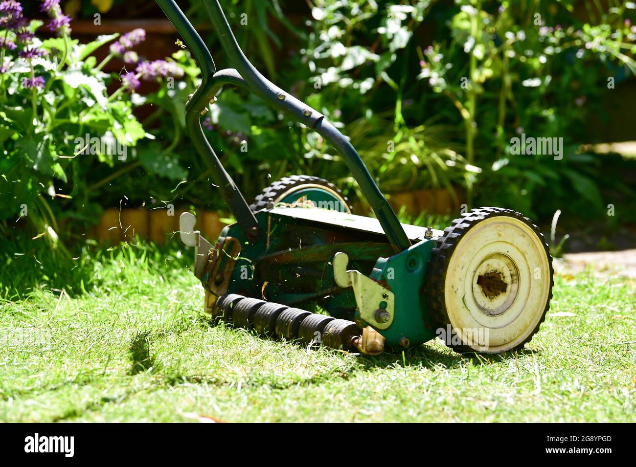 Falciatura del prato con un rasaerba manuale a spinta manuale che taglia l'erba estate nel Regno Unito Foto Stock