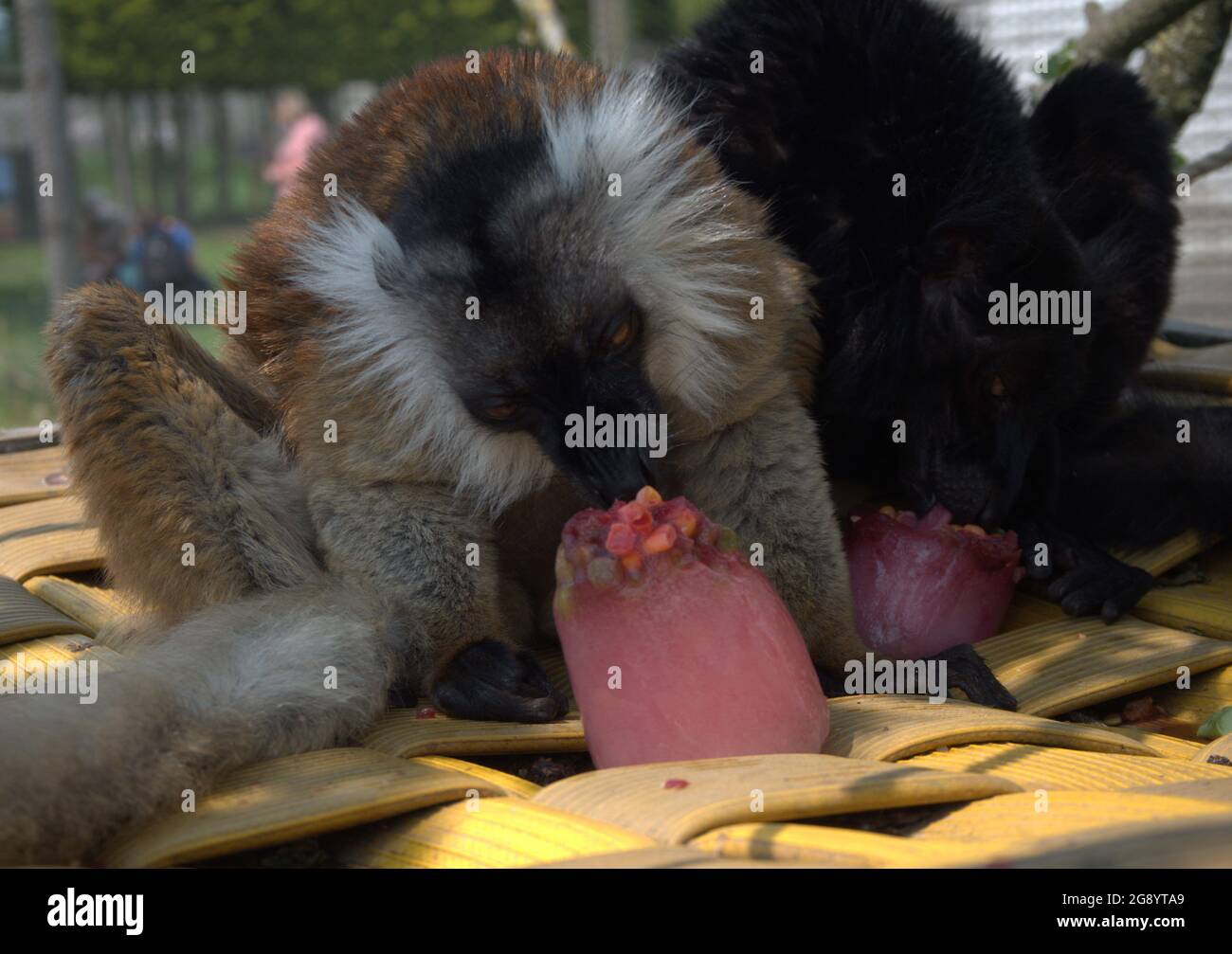 Lemuri neri in cima ad un rifugio che mangia papi di ghiaccio di frutta surgelata Foto Stock