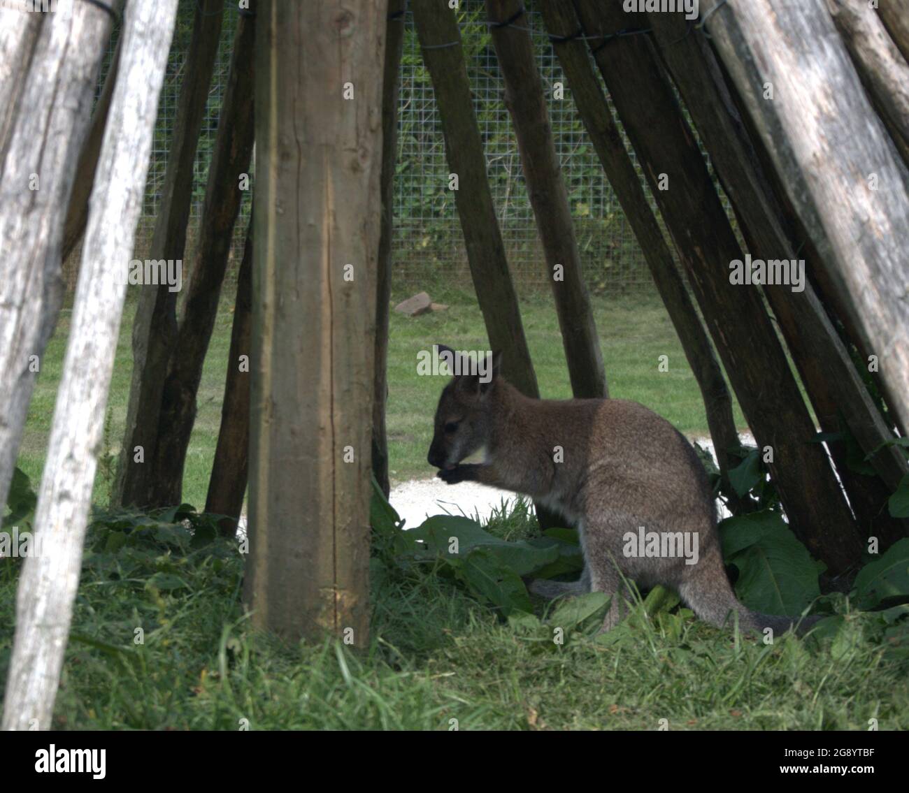 Giovane Joey Wallaby riparando dal calore in una struttura di legno tipo tepie Foto Stock