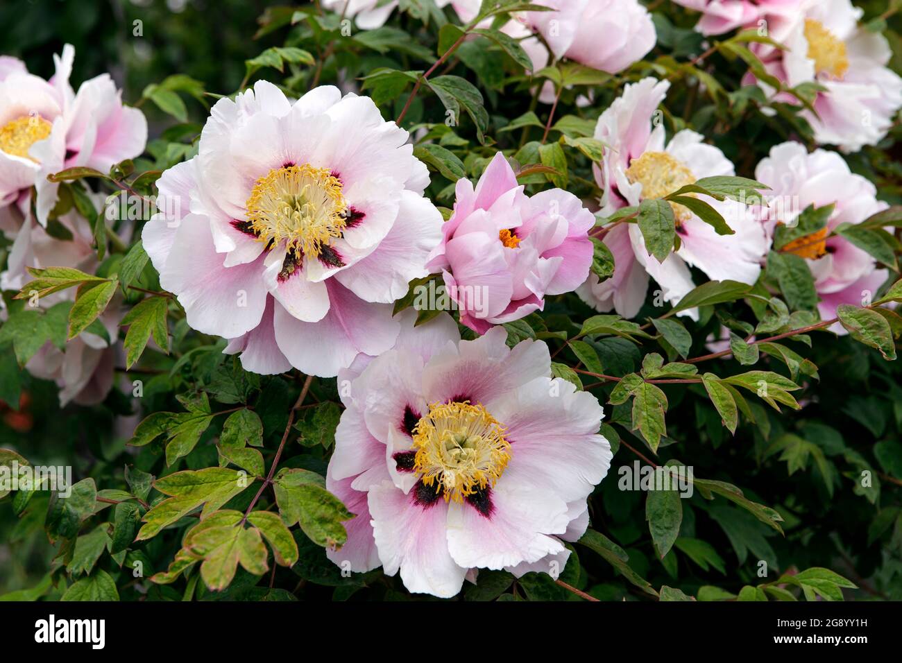 Paeonia lactiflora, pony cinese. Bel cespuglio di peonie rosa in piena fioritura. Primo piano di grandi fiori. Giardino estivo, giardino in stile rurale. Foto Stock