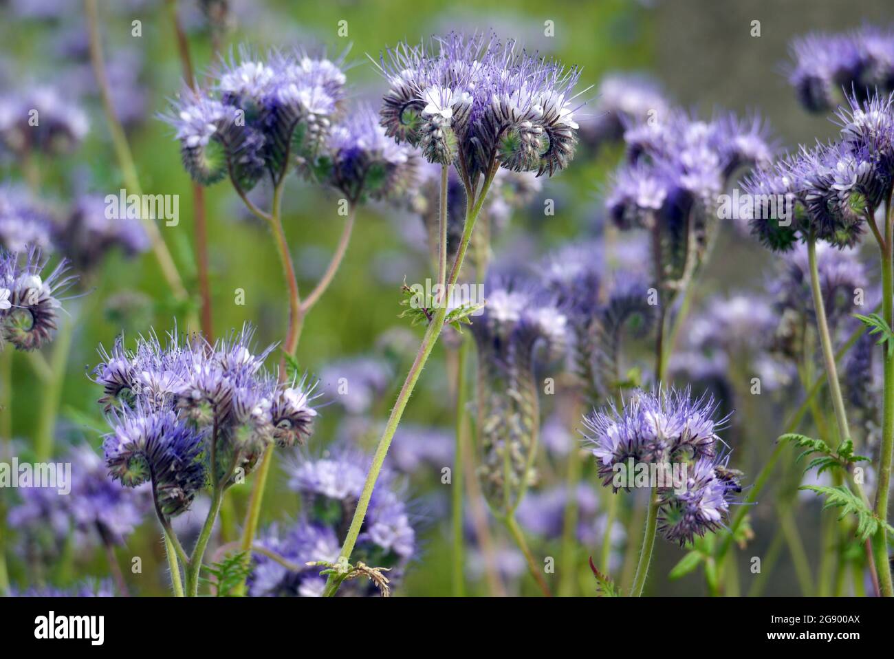 Mazzo di pale Lavanda-blu-bianco Phacelia tanacetifolia (Fiddleneck) Fiori coltivati ai confini del RHS Garden Harlow Carr, Harrogate, Inghilterra, Regno Unito, Foto Stock