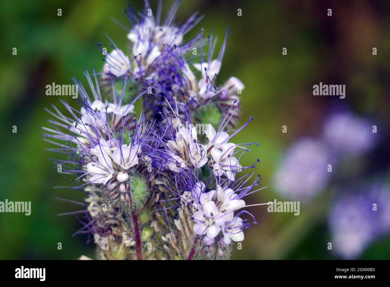 Single pale Lavanda-blu-bianco Phacelia Tanacetifolia (Fiddleneck) Fiori coltivati ai confini del RHS Garden Harlow Carr, Harrogate, Inghilterra, UK, Foto Stock