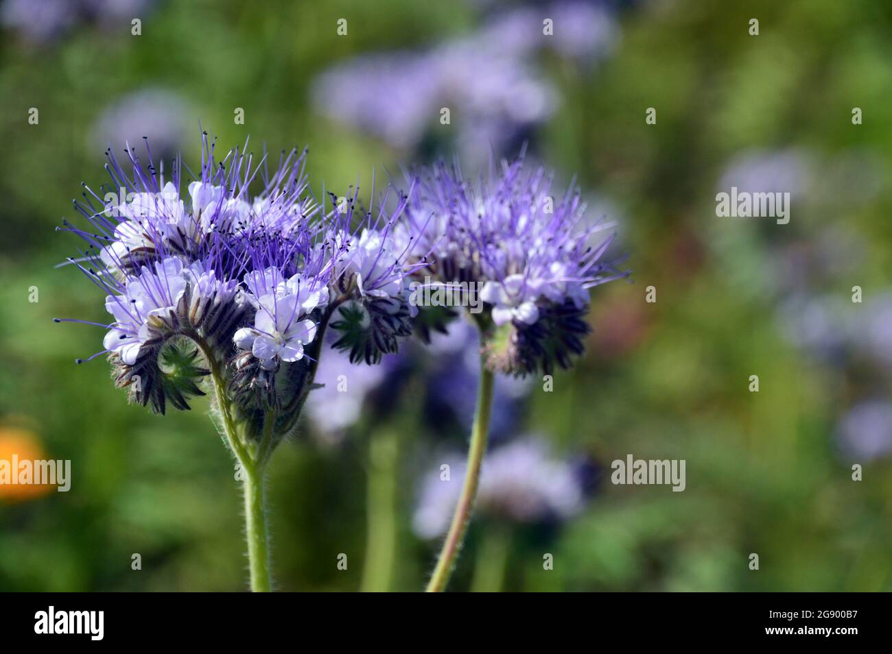 Un paio di fiori di Phacelia tanacetifolia (Fiddleneck) lavanda-blu-bianco di pale coltivati ai confini del RHS Garden Harlow Carr, Harrogate, Inghilterra, Regno Unito, Foto Stock