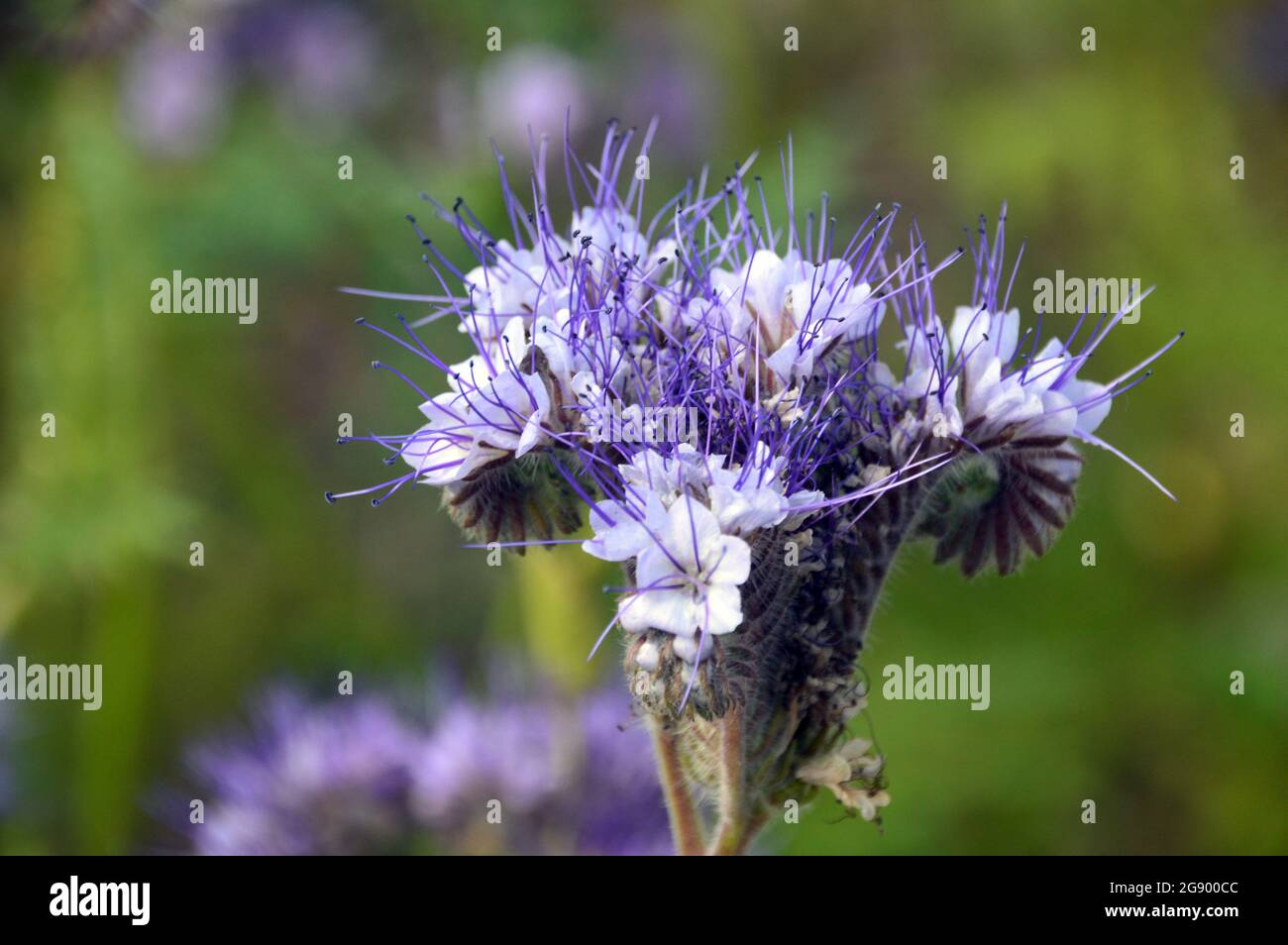 Single pale Lavanda-blu-bianco Phacelia Tanacetifolia (Fiddleneck) Fiori coltivati ai confini del RHS Garden Harlow Carr, Harrogate, Inghilterra, UK, Foto Stock