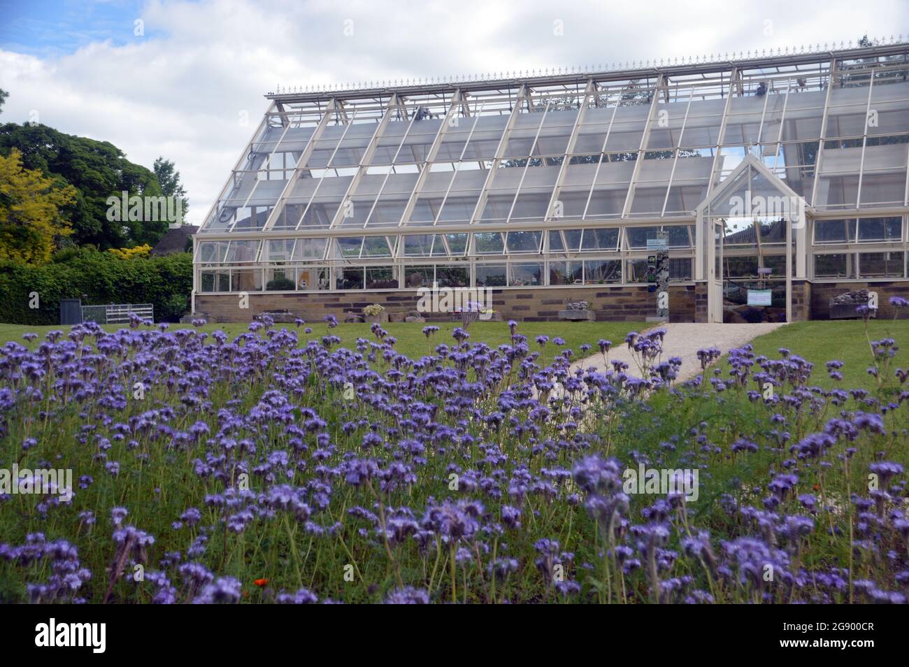 Porpora Phacelia tanacetifolia (Fiddleneck) Fiori coltivati nei confini vicino alla Glass House a RHS Garden Harlow Carr, Harrogate, Inghilterra, Regno Unito, Foto Stock