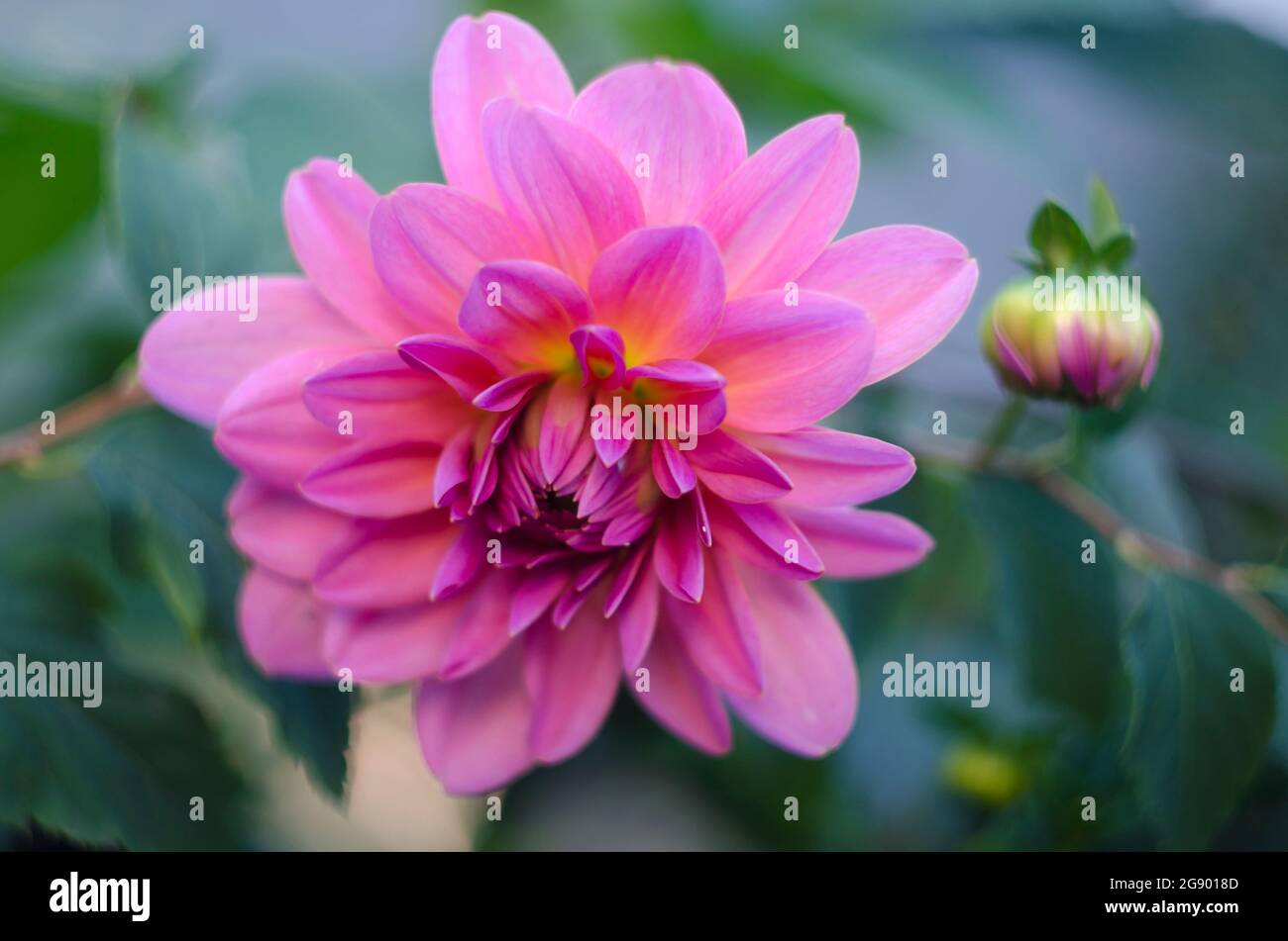 Bellissimo fiorito. Estate fiore selvatico immagine macro con girasole Foto Stock