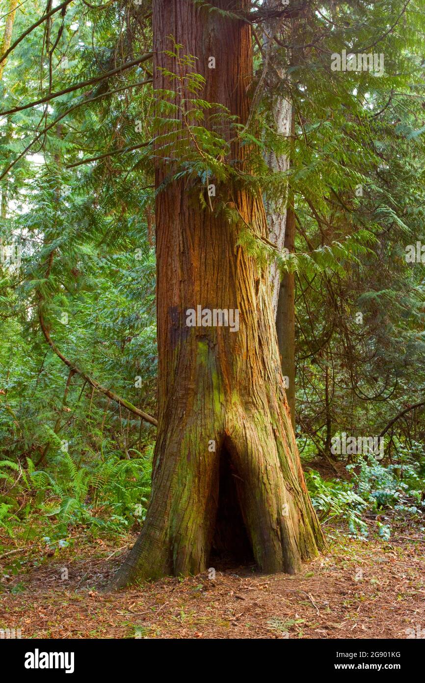 Un'immagine esterna di una foresta del Pacifico nord-occidentale con alberi di cedro rosso occidentale Foto Stock