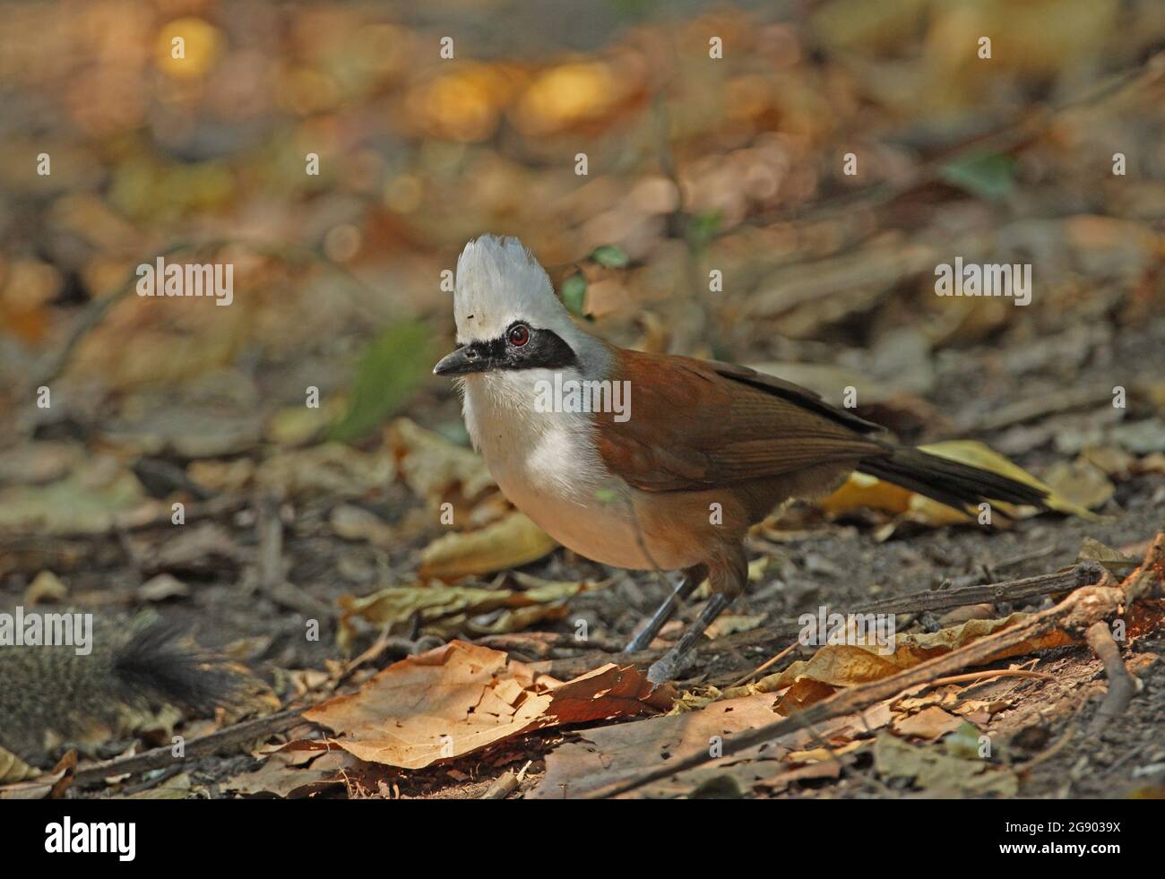 White-crested Laughingthrush (Garrulax leulophus belangeri) adulto in piedi sul pavimento della foresta Kaeng Krachen, Thailandia Febbraio Foto Stock