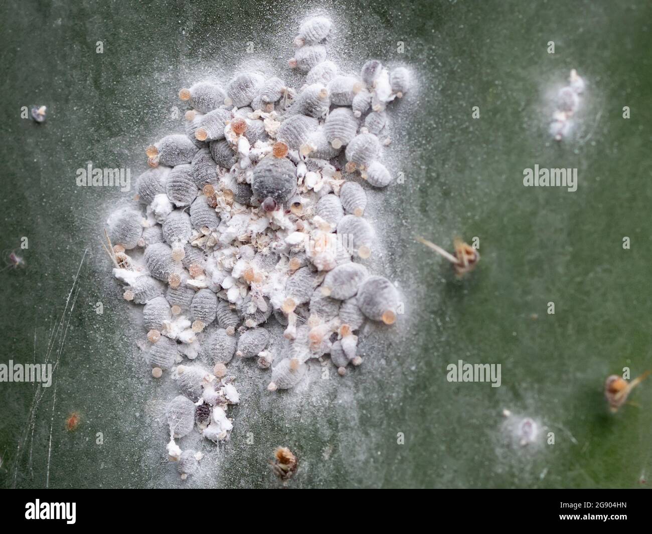 Cochineal o cocciniglia (Dactylopius coccus) su un cactus lea Foto Stock