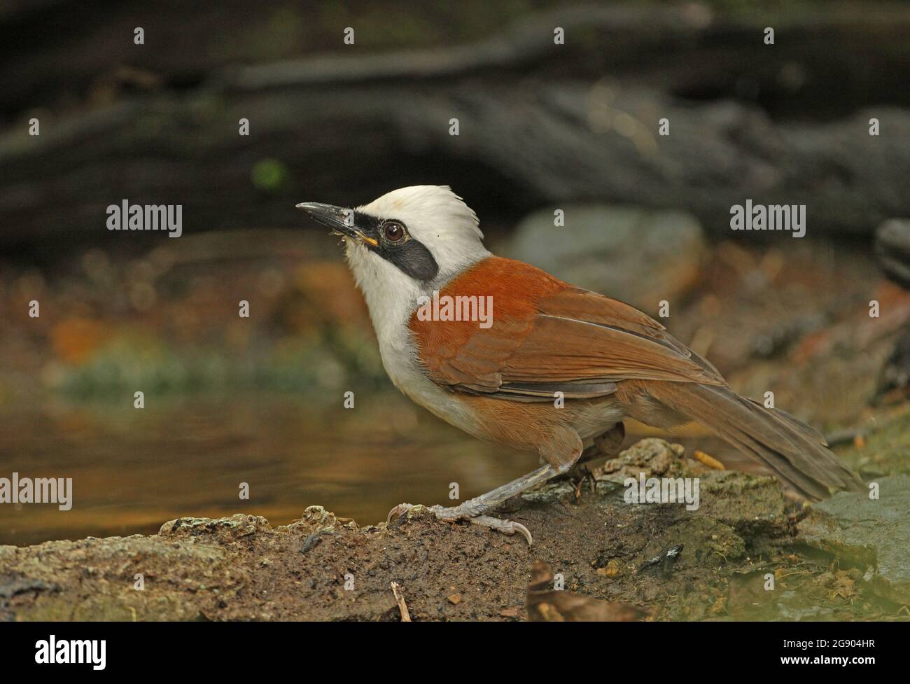 White-crested Laughingthrush (Garrulax leulophus belangeri) Adulti che bevono dalla piscina della foresta Kaeng Krachen, Thailandia Novembre Foto Stock