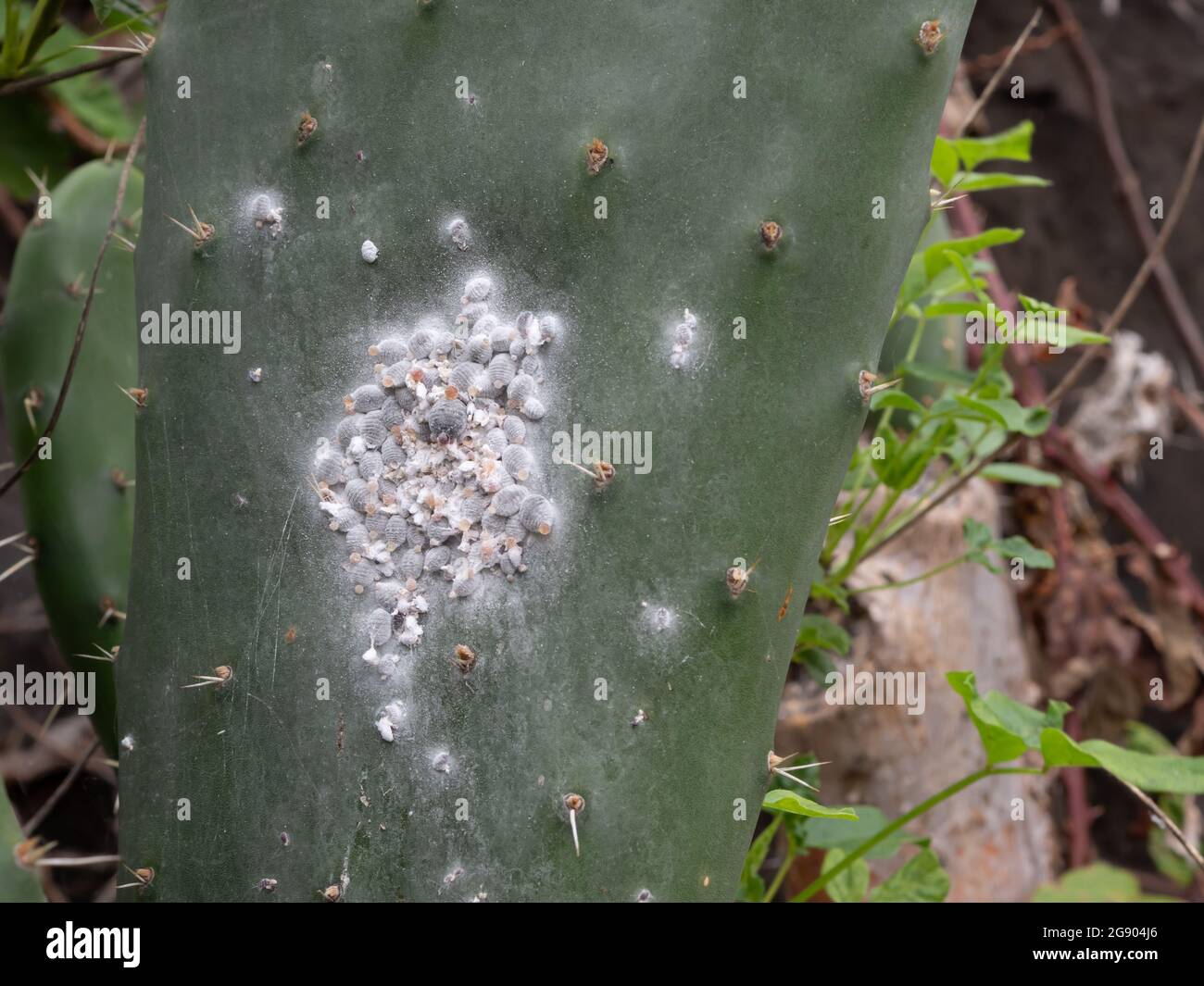Cochineal o cocciniglia (Dactylopius coccus) su un cactus lea Foto Stock