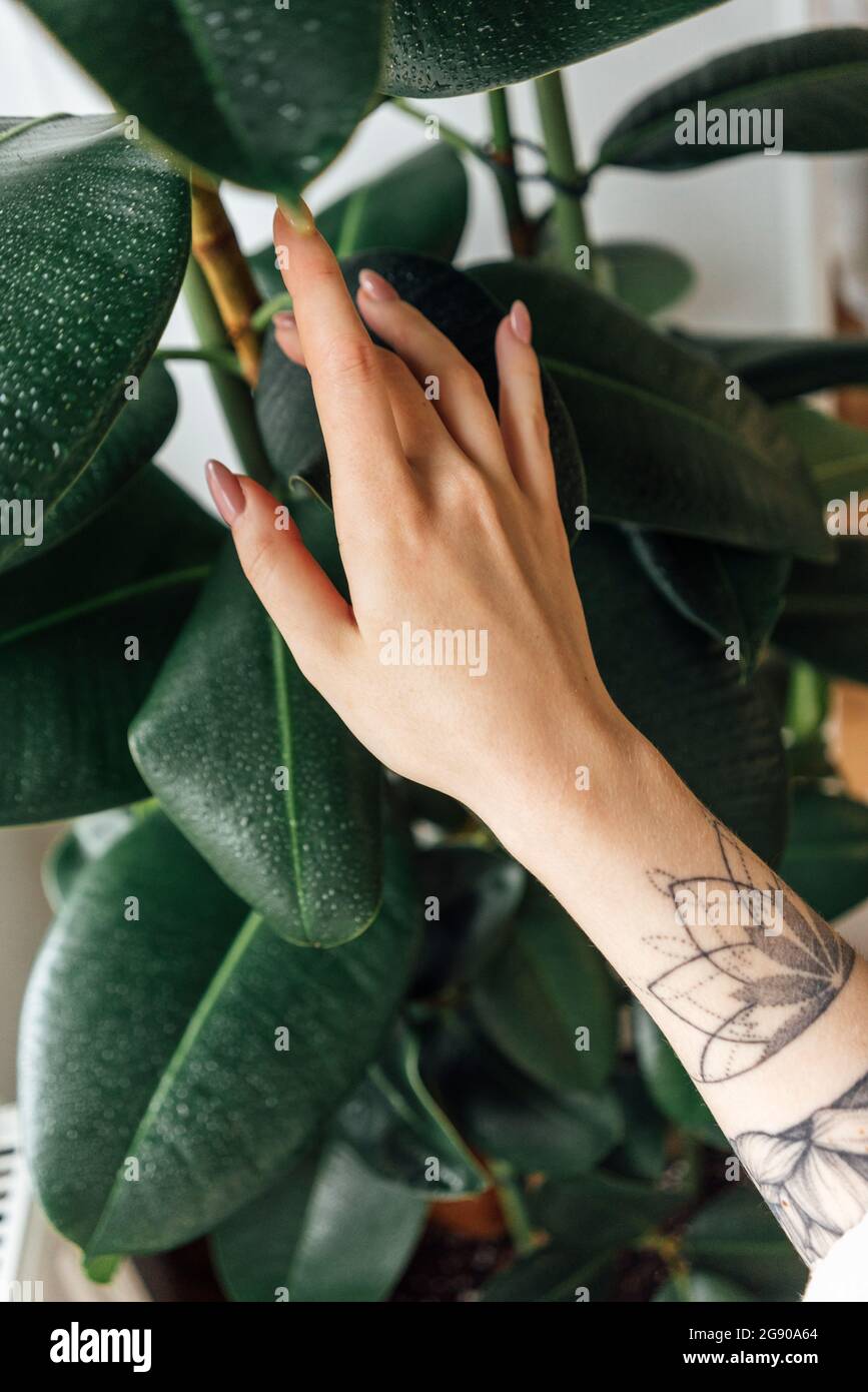 Donna con mano tatuata che tocca la pianta a casa Foto Stock