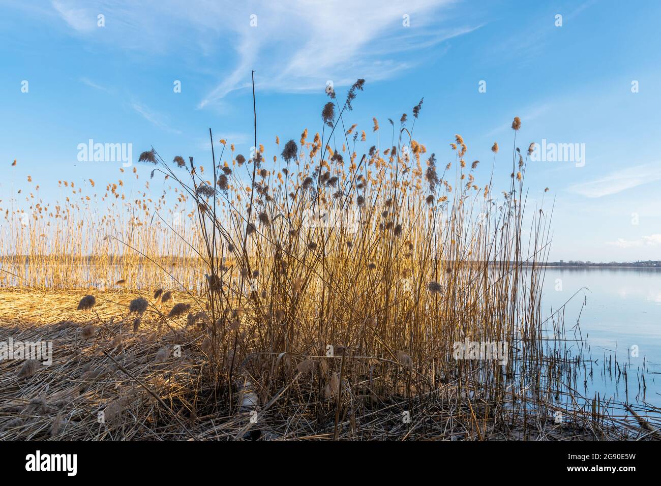 Gruppo di arrugamenti essiccati nelle prime primaverili che crescono vicino al lago. Foresta sull'altro lato del lago. Cielo blu e nuvoloso. Imielin, Slesia, Polonia. Foto Stock