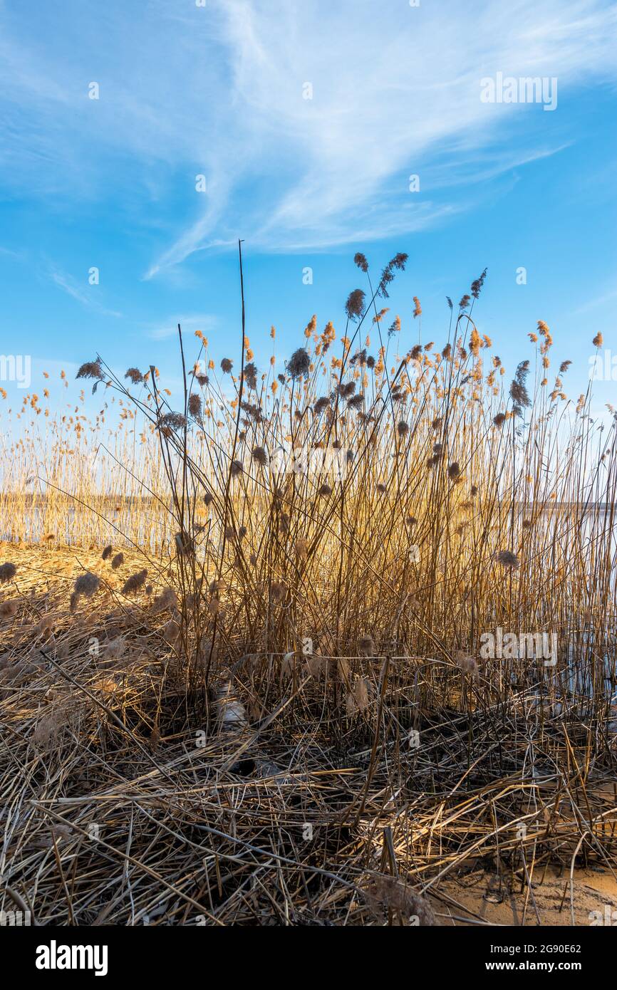 Gruppo di arrugamenti essiccati nelle prime primaverili che crescono vicino al lago. Foresta sull'altro lato del lago. Cielo blu e nuvoloso. Imielin, Slesia, Polonia. Foto Stock