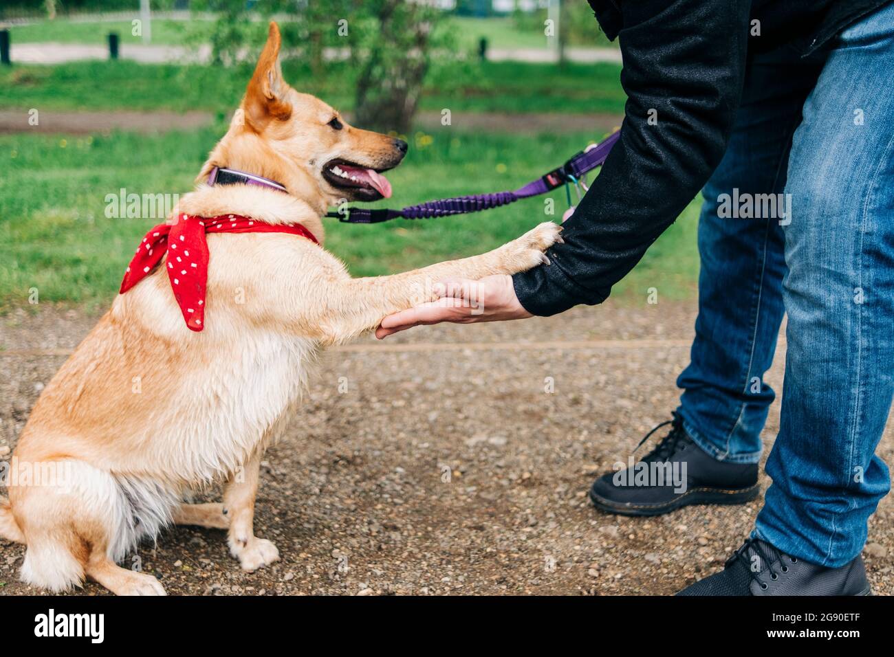 Uomo che fa una stretta di mano con il cane al parco Foto Stock