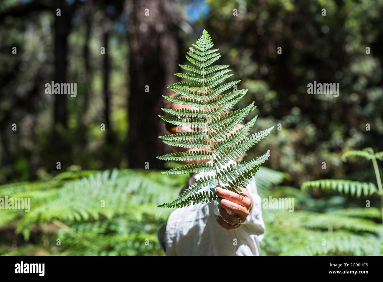 Donna matura che tiene verde foglia di felce in foresta il giorno di sole Foto Stock