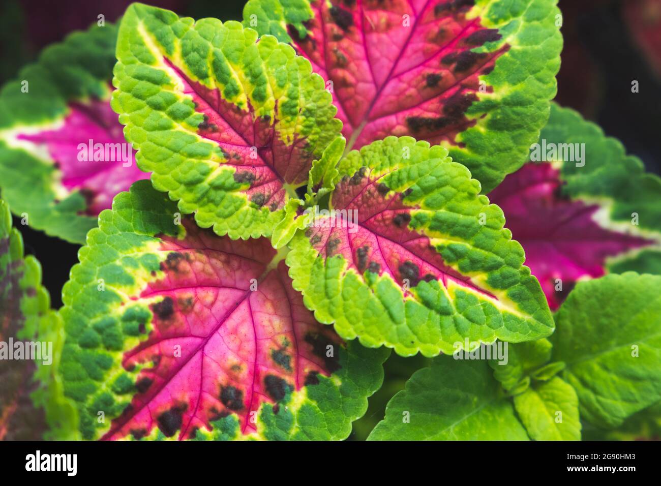 Primo piano foto delle foglie colorate e luminose della pianta decorativa Coleus scutellarioides Foto Stock