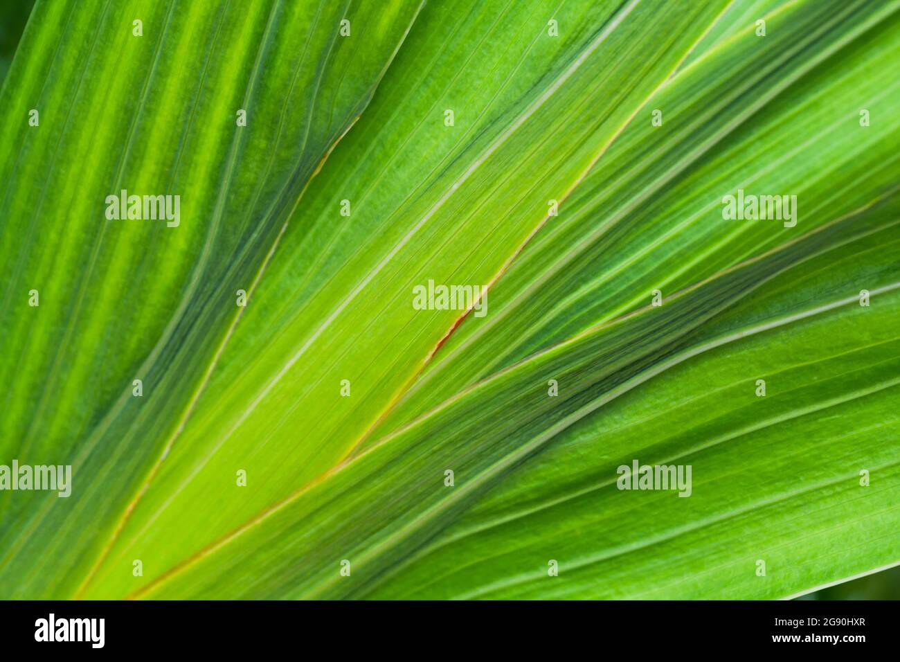 Foglie verdi di piante tropicali, primo piano astratto sfondo naturale foto Foto Stock