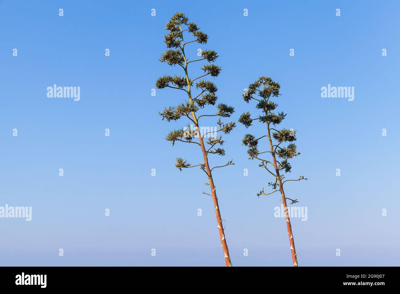 Agaves in fiore, fiori alti su cielo blu durante il giorno Foto Stock