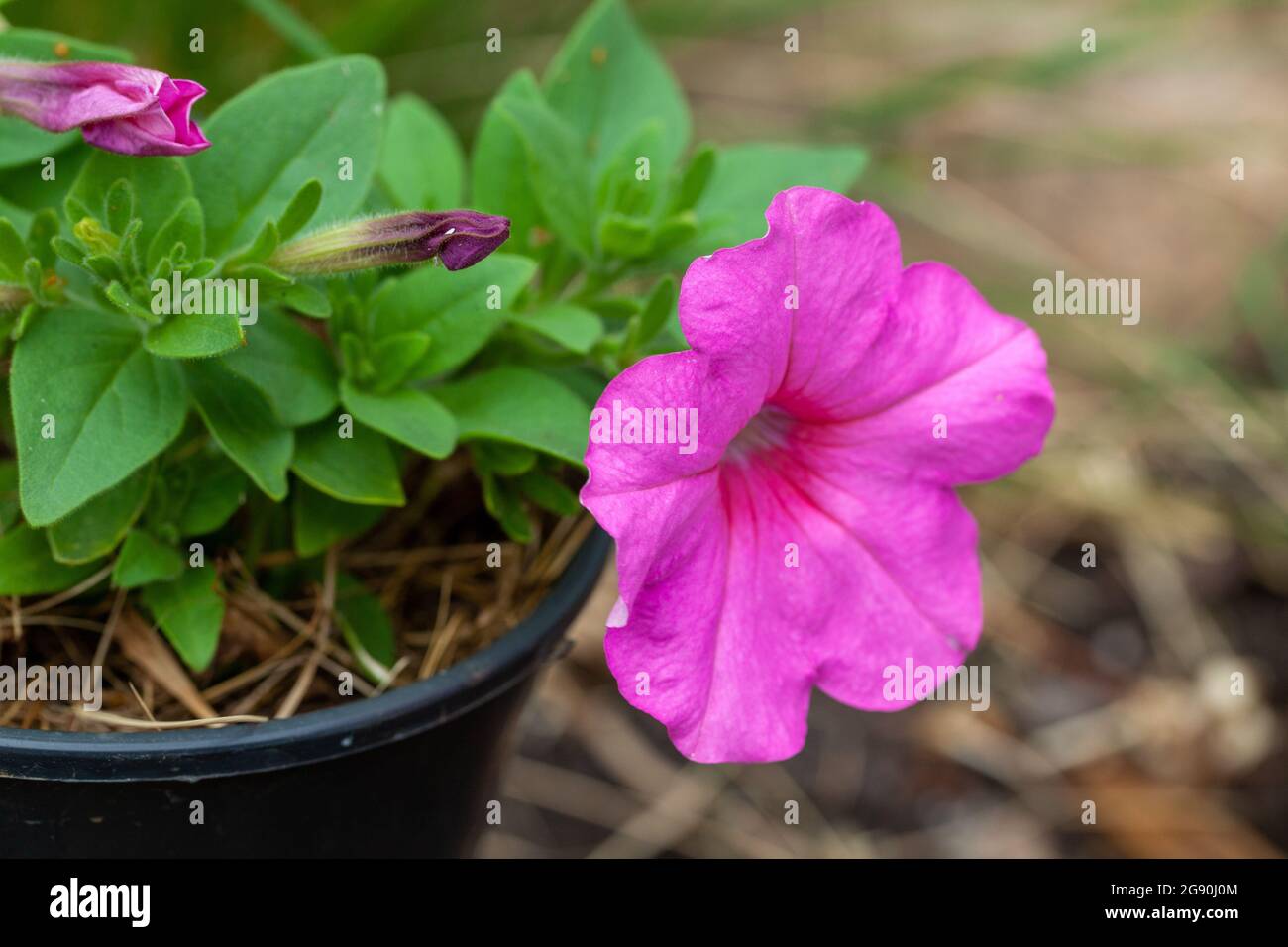 Fiore di petunia rosa che cresce in una pentola, primo piano foto all'aperto con messa a fuoco selettiva Foto Stock