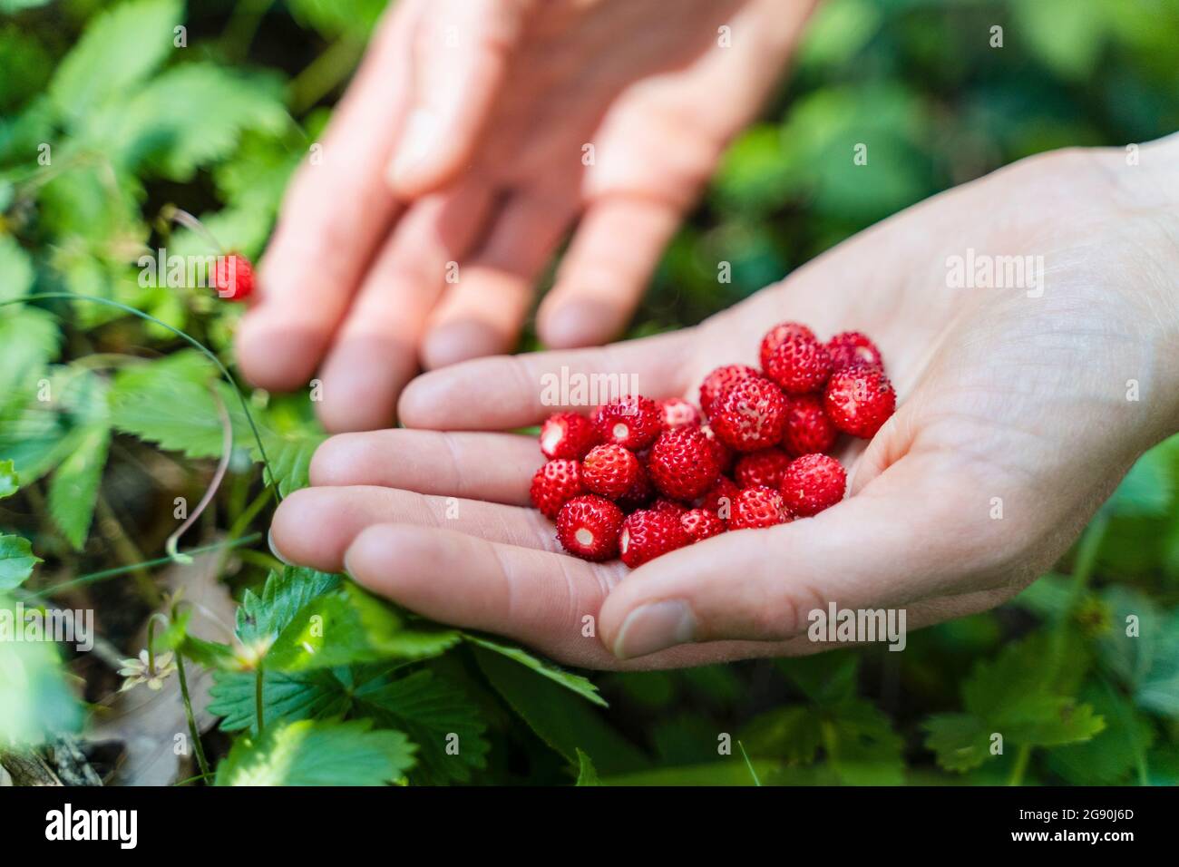 Donna che tiene in mano fragole selvatiche Foto Stock