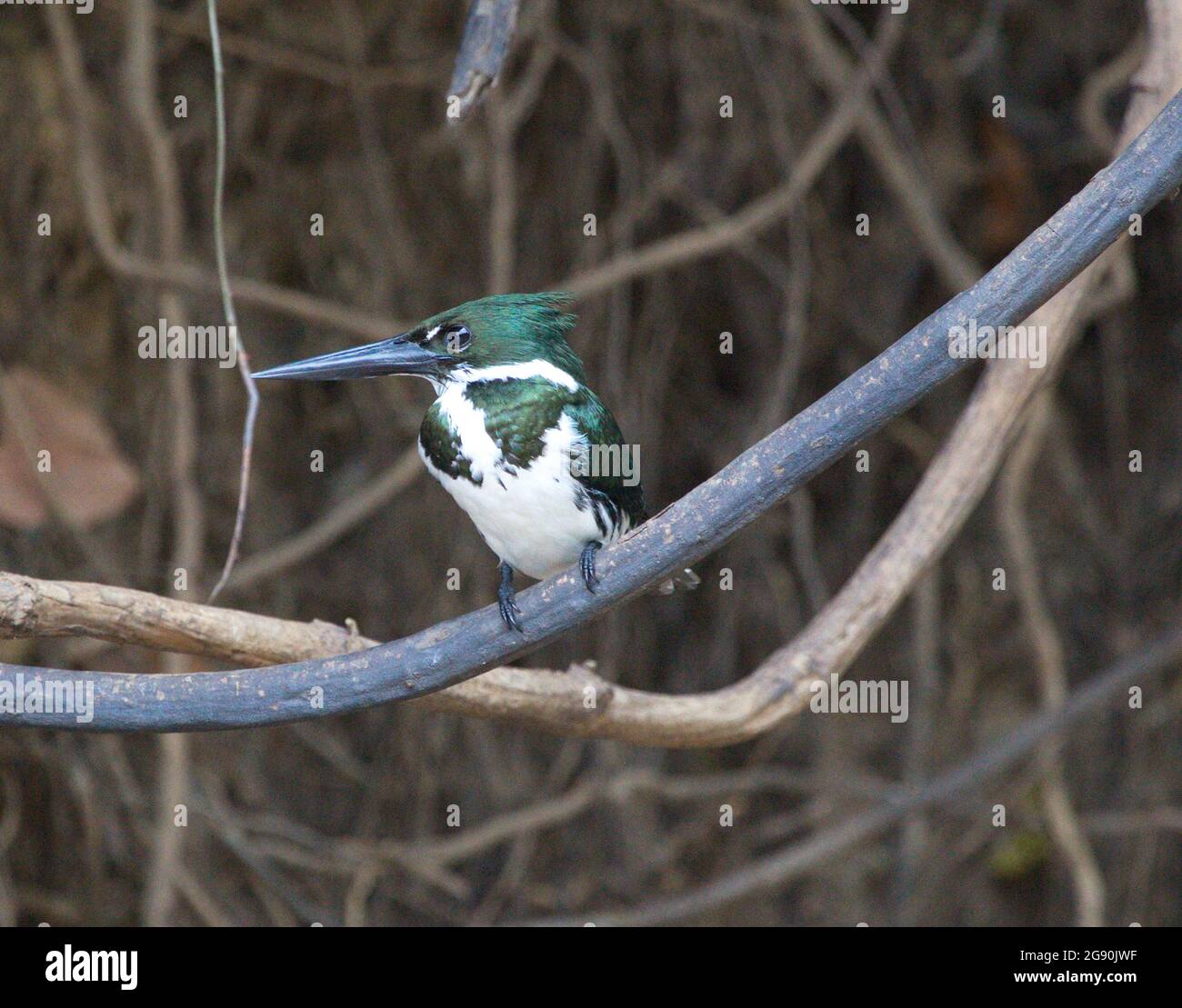 Closeup di verde Amazon Kingfisher (Chloroceryle amazona) seduta sul ramo Pampas del Yacuma, Bolivia. Foto Stock