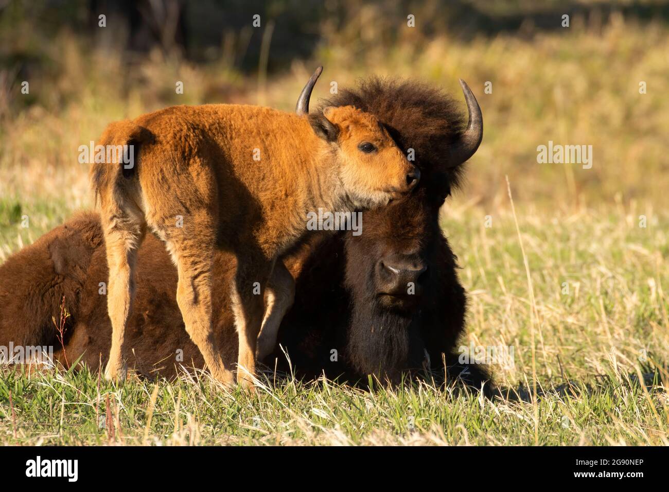 Bison, Custer state Park, South Dakota Foto Stock