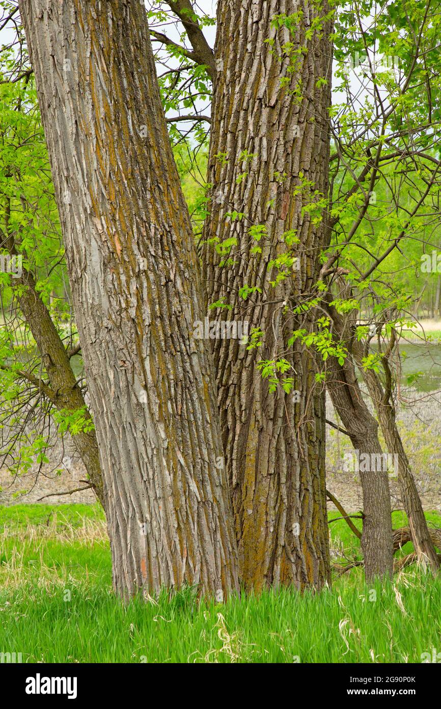 Cottonwood, Adams Homestead e Riserva Naturale, South Dakota Foto Stock