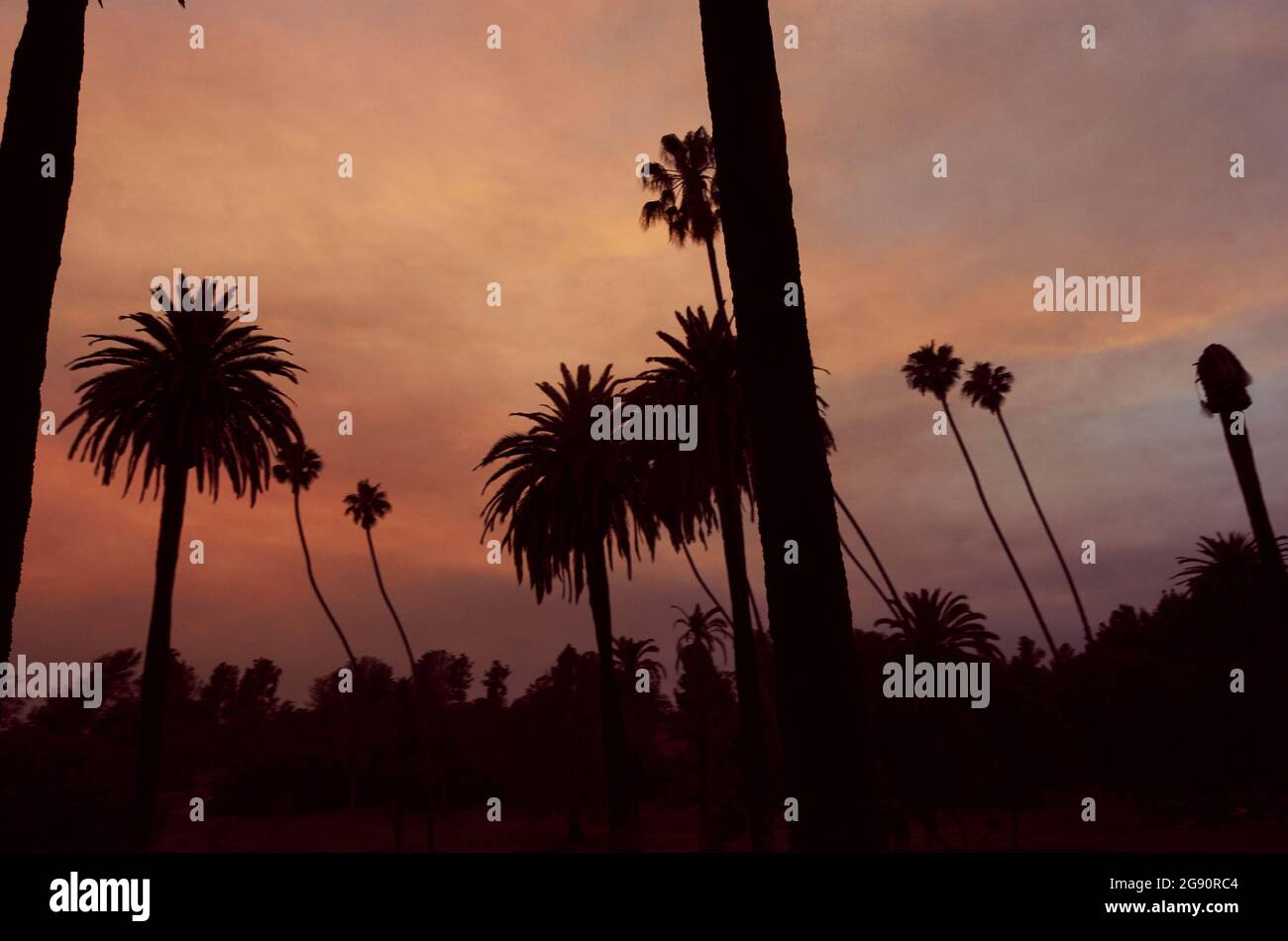 Silhouette di palme contro un cielo crepuscolo e frizzante, mentre incendi nelle vicinanze bruciano a Los Angeles, California. Foto Stock