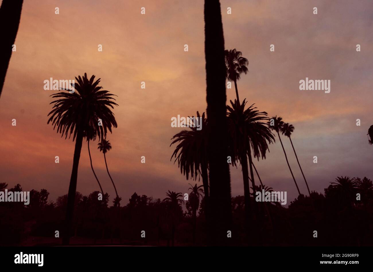 Silhouette di palme contro un cielo crepuscolo e frizzante, mentre incendi nelle vicinanze bruciano a Los Angeles, California. Foto Stock