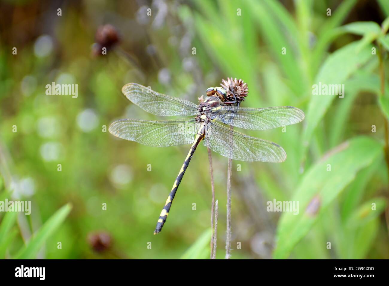 Closeup Western Flying Adder Dragonfly / Spike Tail con le ali trasparenti che riposano sul fogliame negli Ozarks Foto Stock