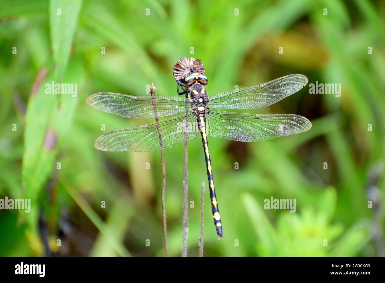 Closeup Western Flying Adder Dragonfly / Spike Tail con le ali trasparenti che riposano sul fogliame negli Ozarks Foto Stock