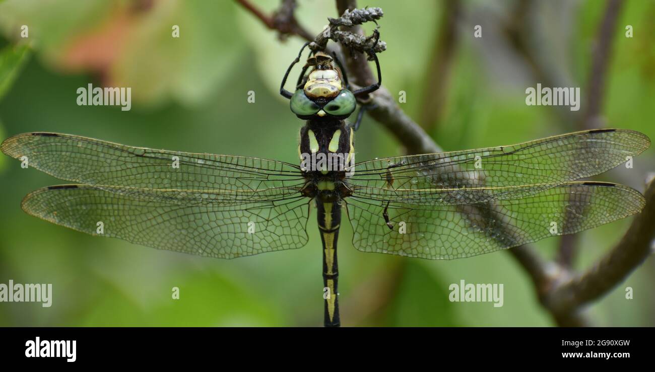 Closeup Western Flying Adder Dragonfly / Spike Tail con le ali trasparenti che riposano sul fogliame negli Ozarks Foto Stock