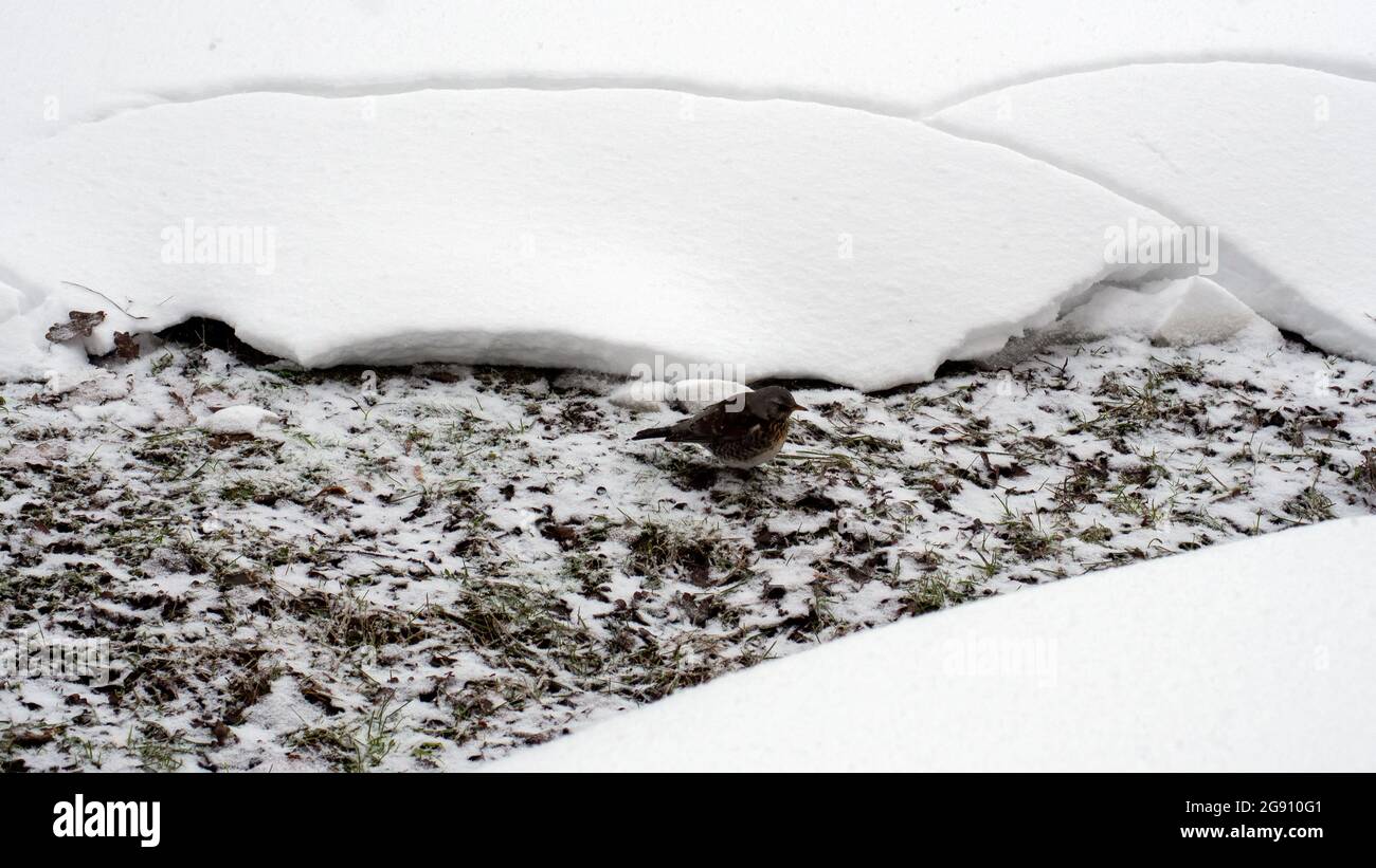 l'uccello si siede su un terreno caldo, in inverno Foto Stock