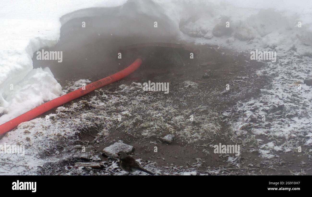 l'uccello si siede su un terreno caldo, in inverno Foto Stock