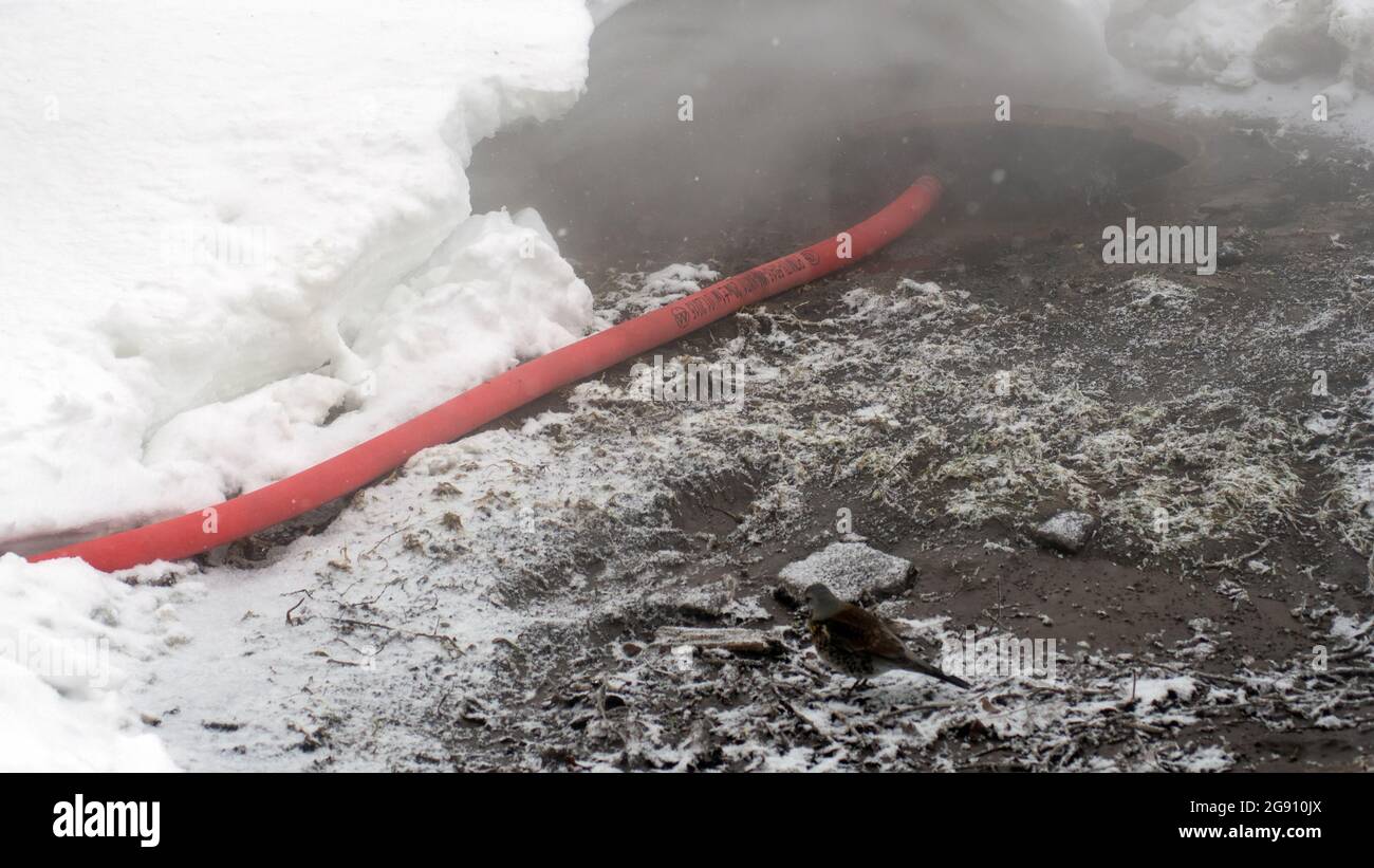 l'uccello si siede su un terreno caldo, in inverno Foto Stock