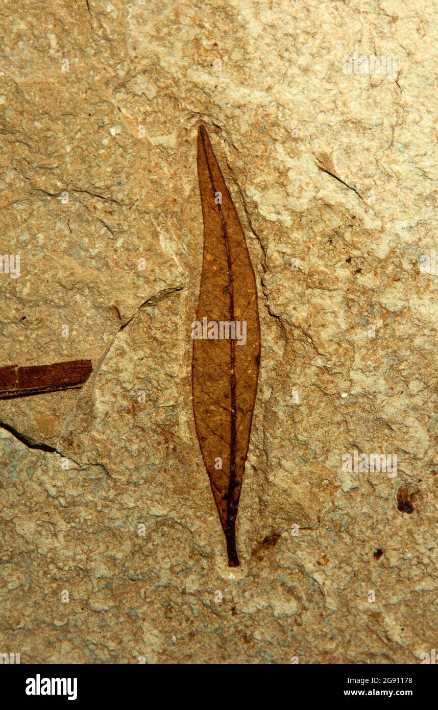 Mostra di foglie fossili al Centro visitatori, Monumento Nazionale di Fossil Butte, Wyoming Foto Stock