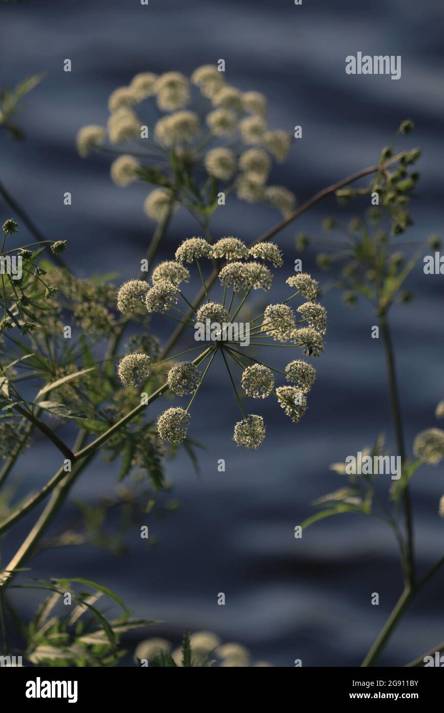 Cicuta virosa, Cowbane. Fiori bianchi di una pianta ombrello sullo sfondo di una superficie blu ondulata del lago. Foto Stock