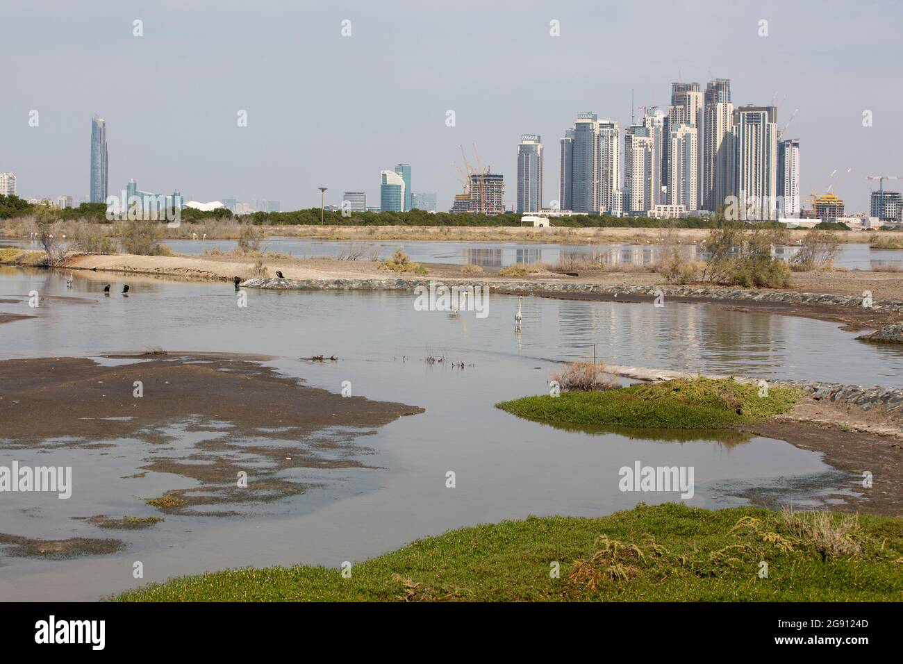 Il nuovo Palace Residences Dubai Creek by Emaar, visto dalla riserva umida di Ras al Khor, ospita una grande popolazione di fenicotteri più grandi (fenicotteri) Foto Stock