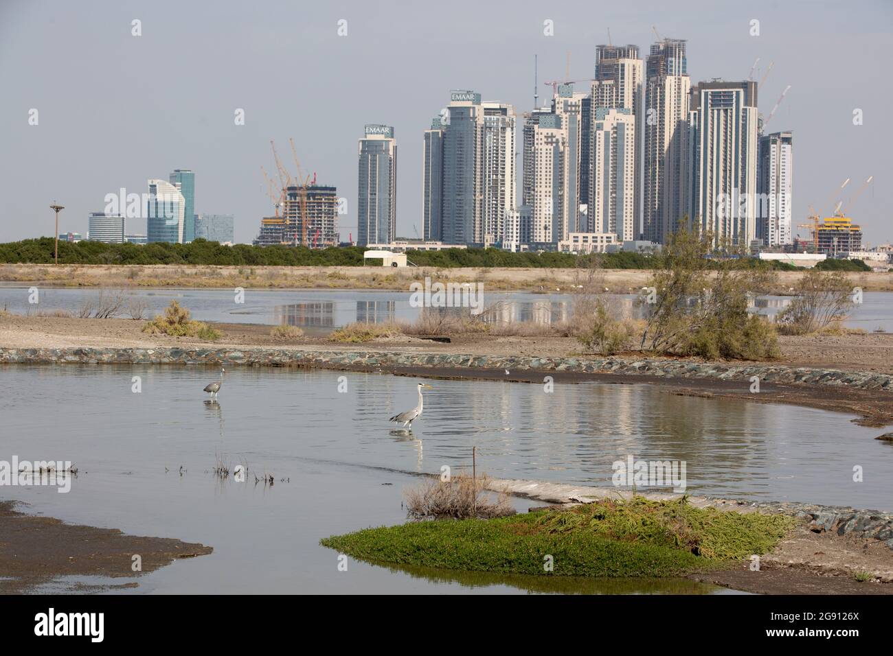 Il nuovo Palace Residences Dubai Creek by Emaar, visto dalla riserva umida di Ras al Khor, ospita una grande popolazione di fenicotteri più grandi (fenicotteri) Foto Stock