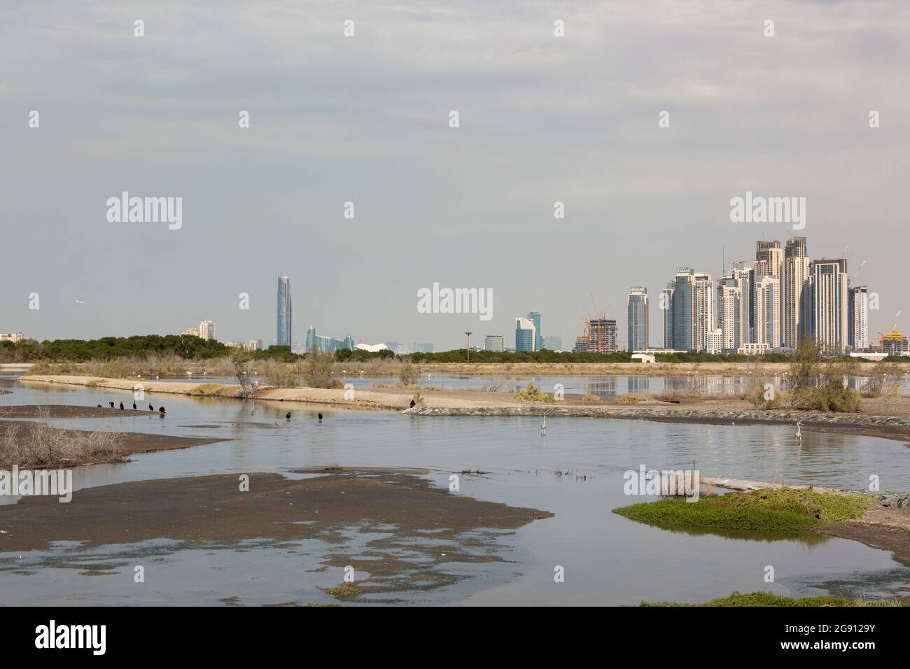 Il nuovo Palace Residences Dubai Creek by Emaar, visto dalla riserva umida di Ras al Khor, ospita una grande popolazione di fenicotteri più grandi (fenicotteri) Foto Stock