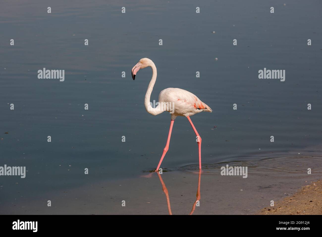 Un grande Flamingo (Fenicotterus roseus) facendo un tuffo nell'acqua presso la riserva delle zone umide di Ras al Khor a Dubai, Emirati Arabi Uniti. Foto Stock