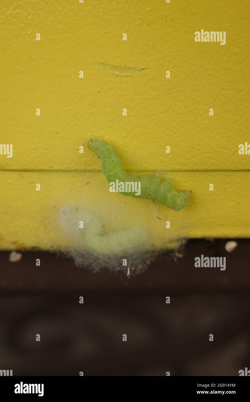 cavolo scappolo bruco crisalis. Cappio per cavolo superiore caterpillar , Trichoplusia ni (Hübner). pupa del cavolo Trichoplusia ni Foto Stock