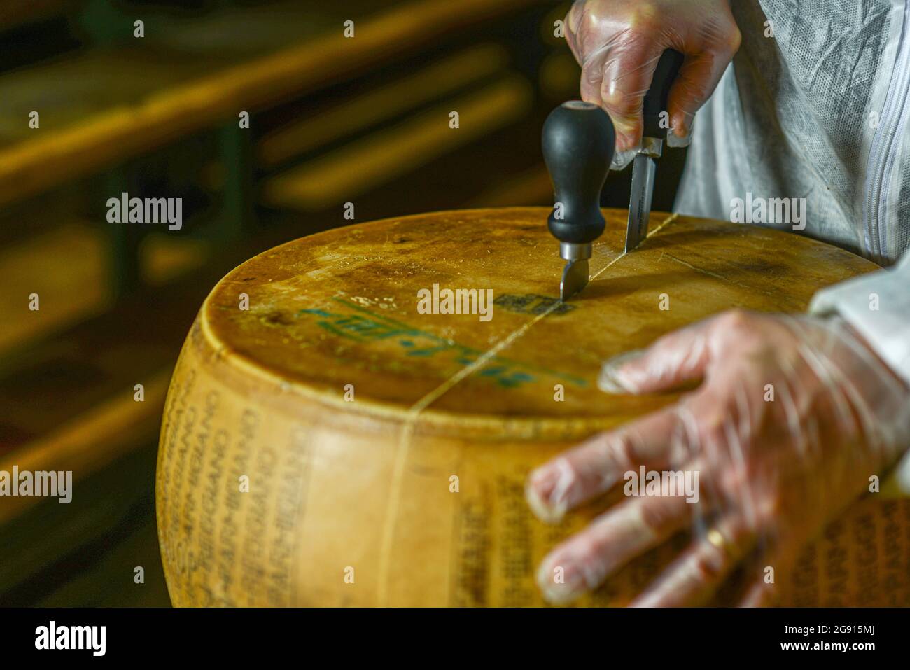 Master caseario che taglia una ruota di formaggio parmigiano al caseificio Foto Stock