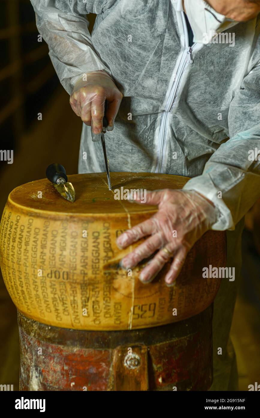 Master caseario che taglia una ruota di formaggio parmigiano al caseificio Foto Stock