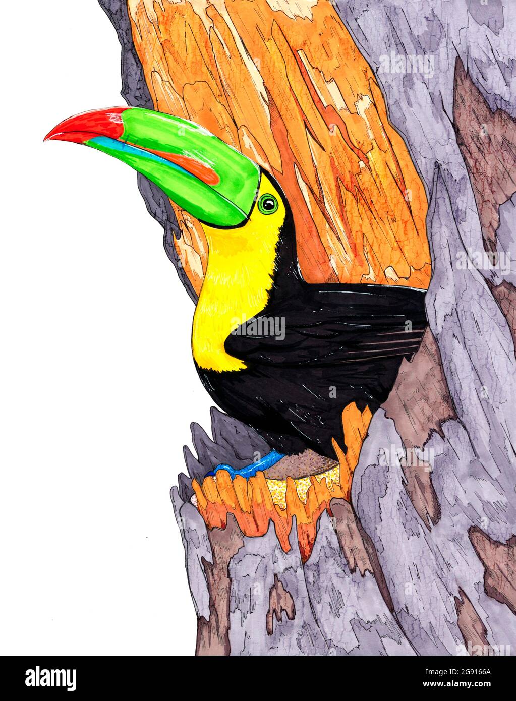 Toucan, illustrazione Foto Stock