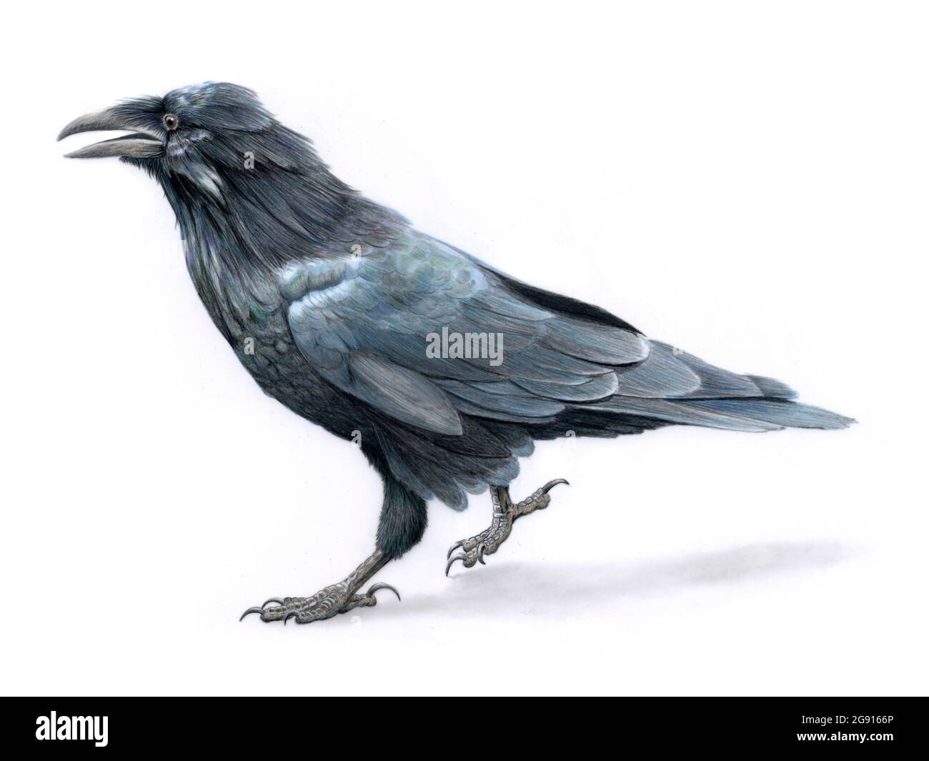 Raven, illustrazione Foto Stock