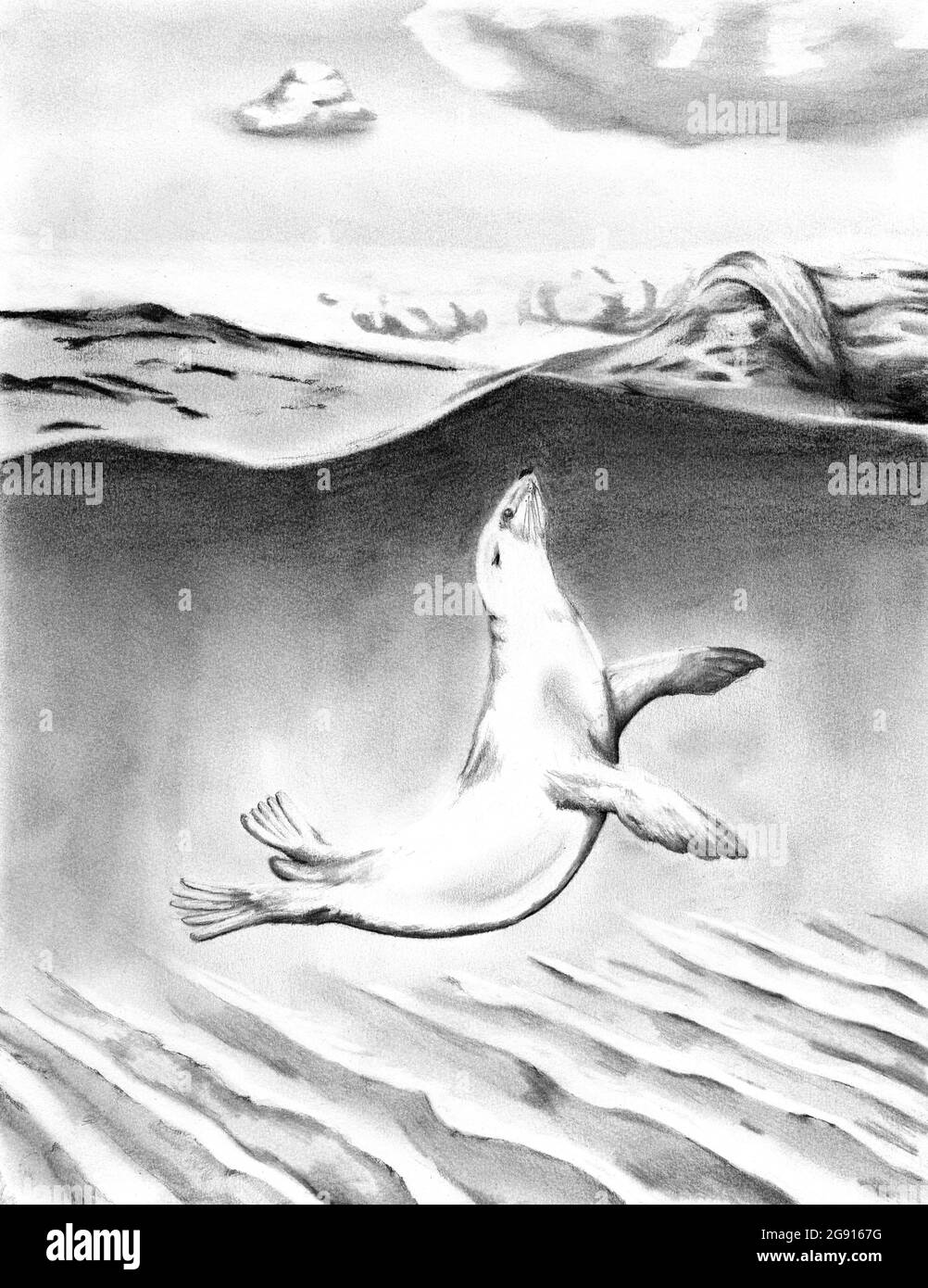 Leone di mare che nuota nelle bramelle, illustrazione Foto Stock