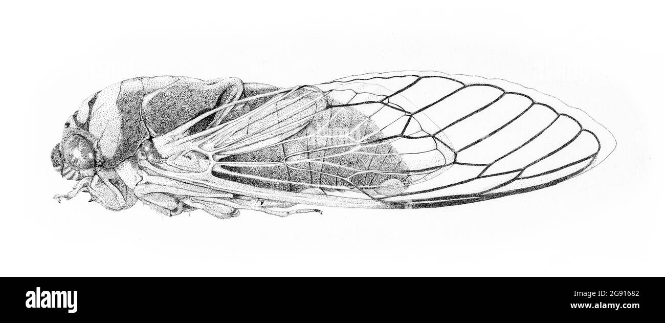 Cicada di Walker, illustrazione Foto Stock