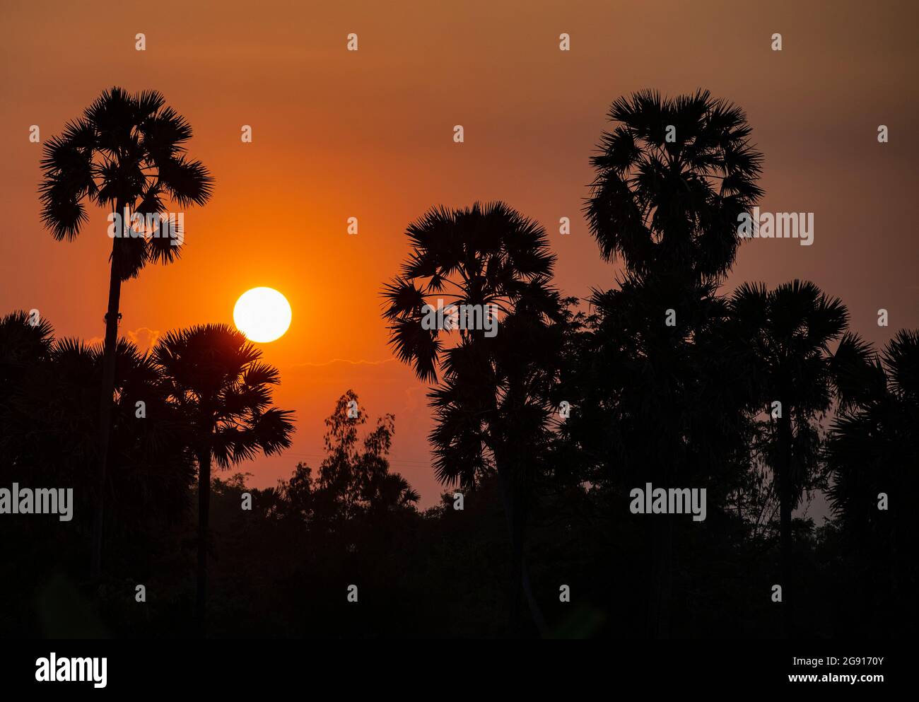 Bellissimo tramonto sulle palme in Cambogia Foto Stock